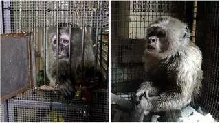 El antes y el después del mono Linito, rescatado de una jaula en un piso de Barcelona