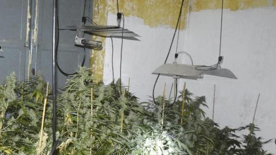 Las plantas encontradas por la Guardia Civil en Olloniego.