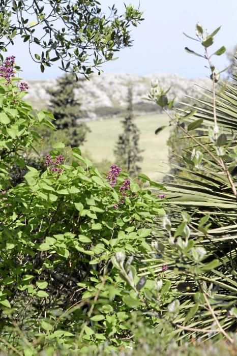 In Ariant blühen die mediterranen Pflanzen um die Wette. In dem von Heidi Gildemeister entworfenen Garten wird vieles den Launen der Natur und dem Zufall überlassen. Aber nicht alles.