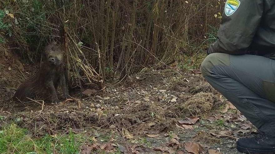 El jabalí muerto encontrado en uno de los lazos que se ubicaron en Codeseda.