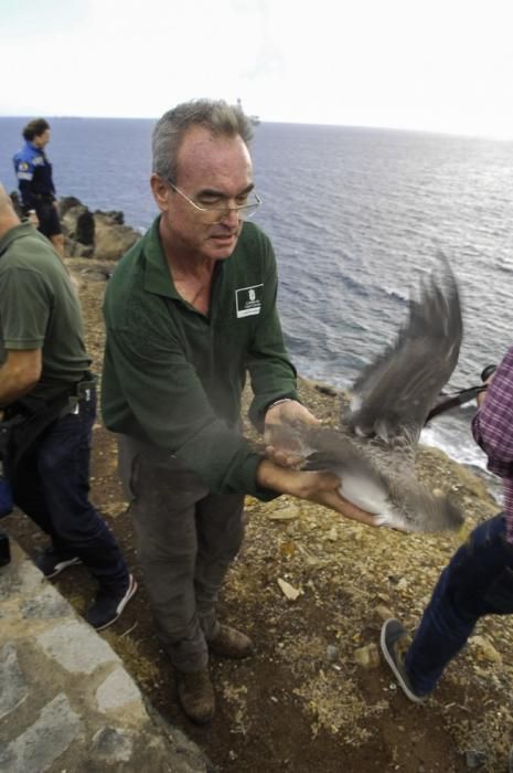 SUELTA DE POLLOS DE PARDELA