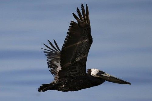 Vertido de petróleo en California