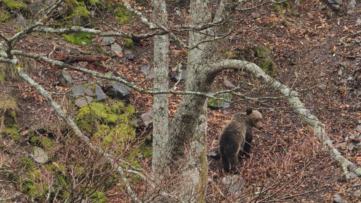 Operativo para capturar a un oso herido en Cantabria