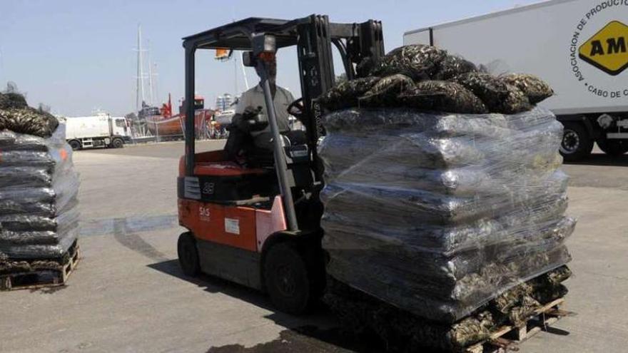 Mejillón descargado en el muelle de Vilanova para la asociación de productores Cabo de Cruz (Boiro). // Noé Parga