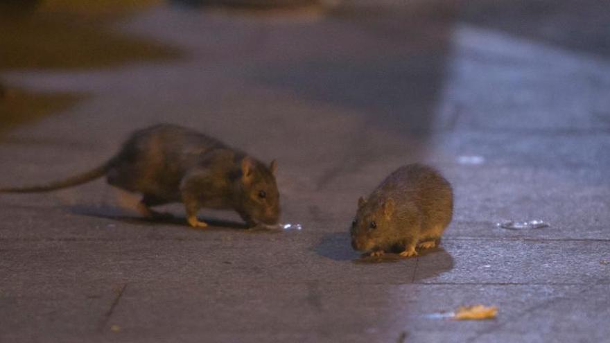 Ratas en la vía pública en una imagen de archivo.