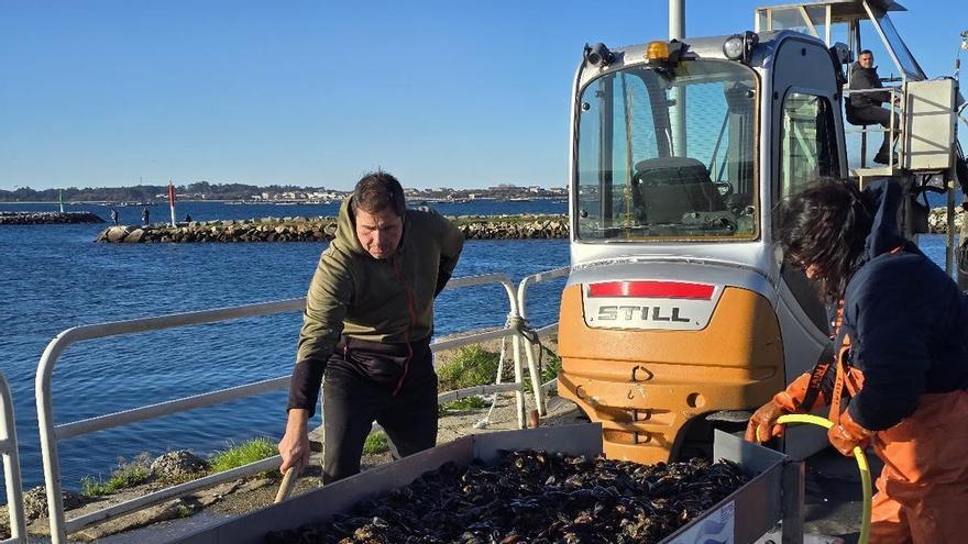La DOP Mexillón de Galicia realizó el año pasado 1.889 controles de calidad