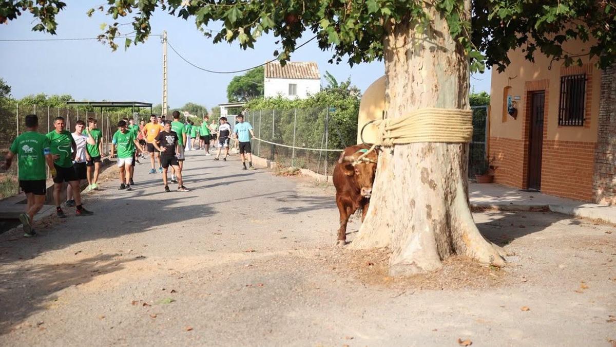 Momento en que encordaron al toro.