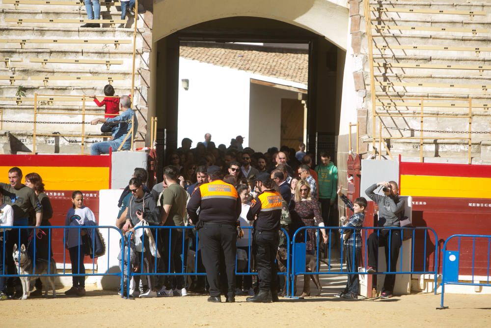 Bendición de los animales por el día de San Antón