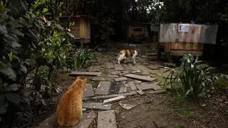 Gijón lanza un nuevo plan para las colonias de gatos: esterilizará a 500 gatos al año