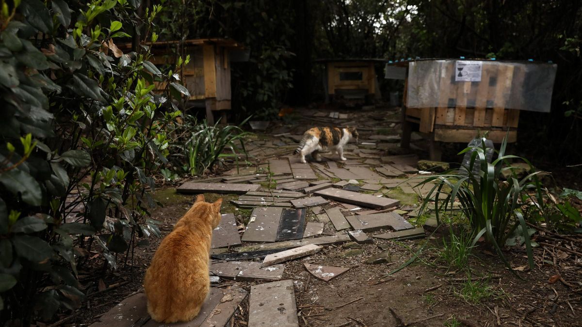 Una colonia de gatos en el entorno de Jove.