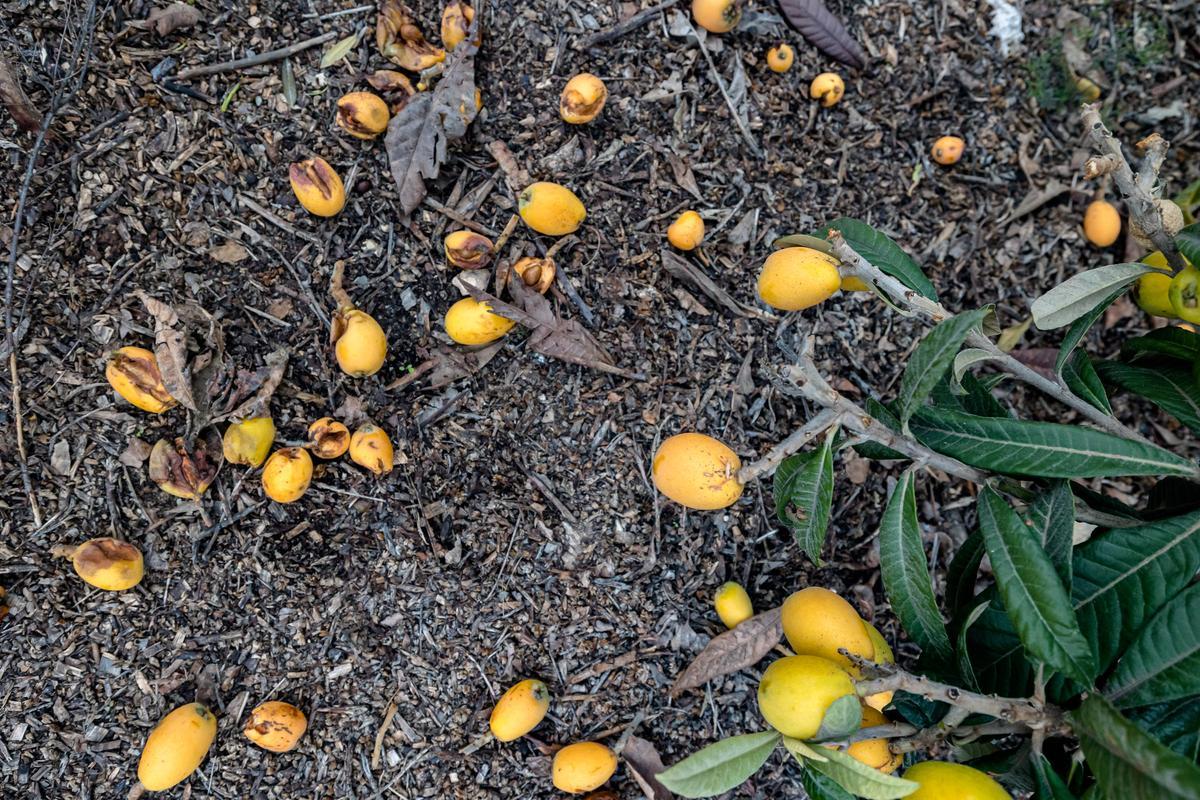 La lluvia echa a perder entre el 20 y el 25% de la cosecha de nísperos y los agricultores no cobrarán el seguro.