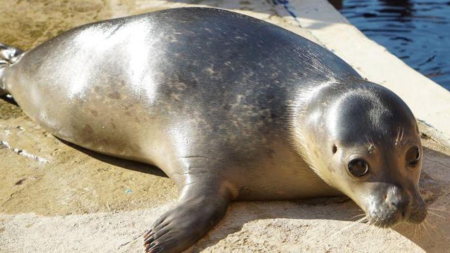 Henning, una foca macho de siete meses de edad, es el nuevo inquilino del Oceanogràfic