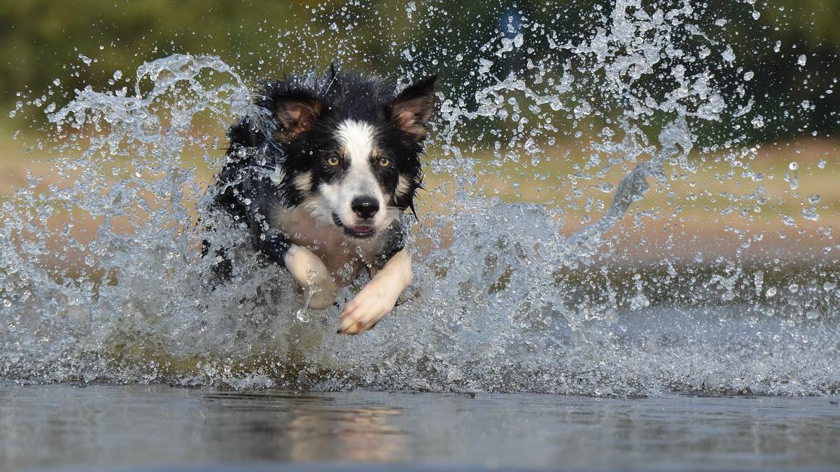 El error más común con tu perro en verano.