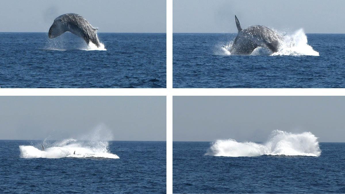 Rorqual común a 10 km. de la costa de Barcelona