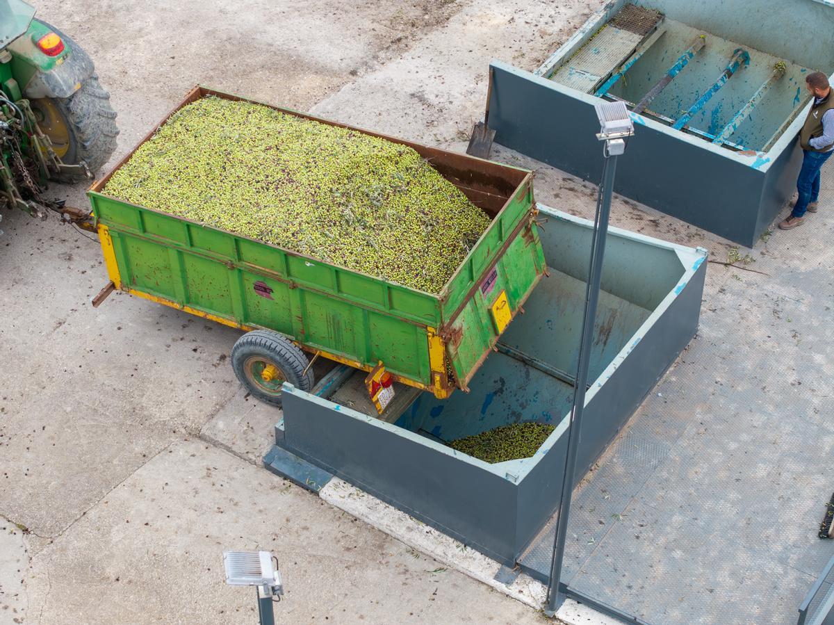 Descarga de aceituna en la almazara Luque Ecológico de Castro del Río.