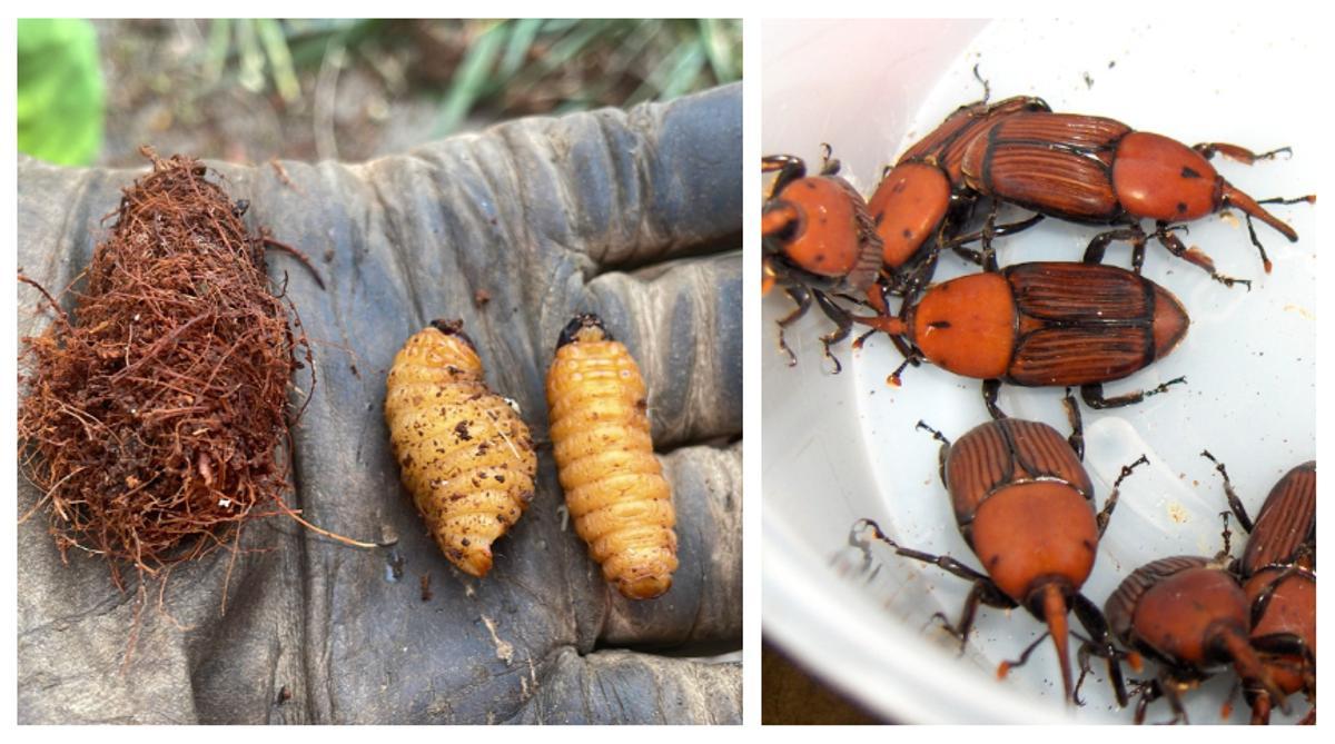 Larvas, capullo y escarabajos de picudo rojo.
