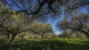 Campo de olivos en el norte de la provincia de València.