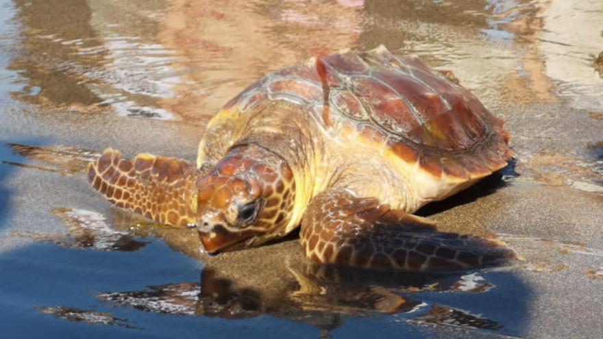 Tortuga liberada en Castillo del Romeral.