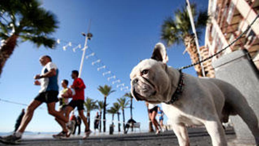 Un perro en Benidorm