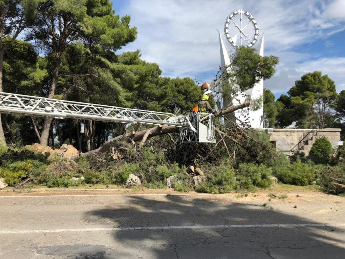 Un árbol de grandes dimensiones se desploma en los Pinares de Venecia