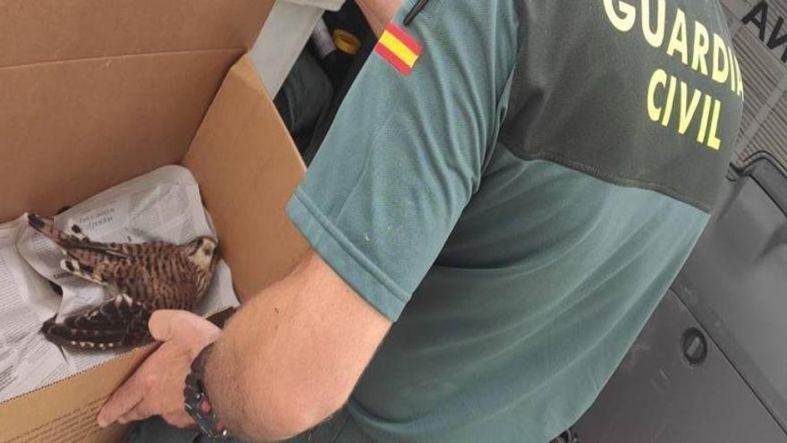 El SEPRONA rescata a una cría de águila real y cermícano común en Muel y La Puebla de Alfindén