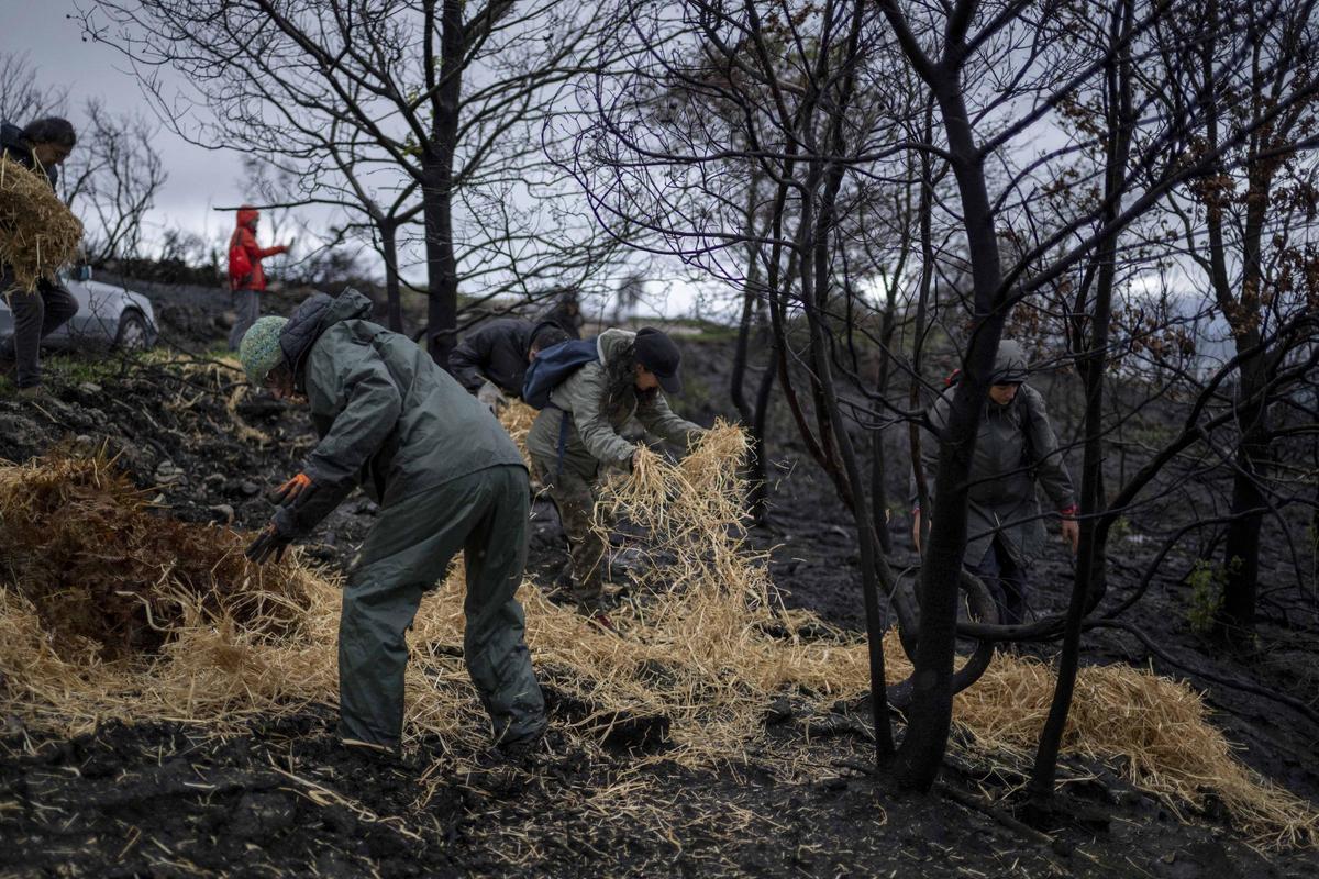 Voluntarios esparciendo paja en un monte quemado en Maceda (Ourense).