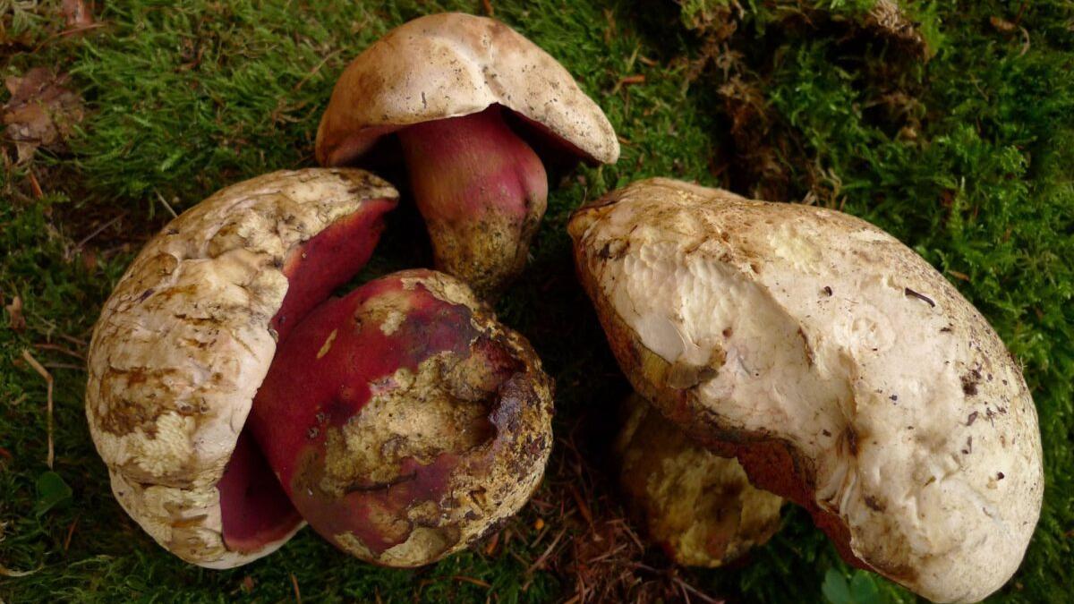 Boletus satanas