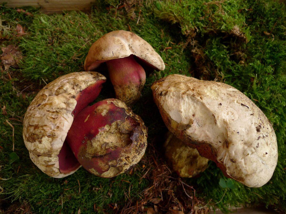 Boletus satanas