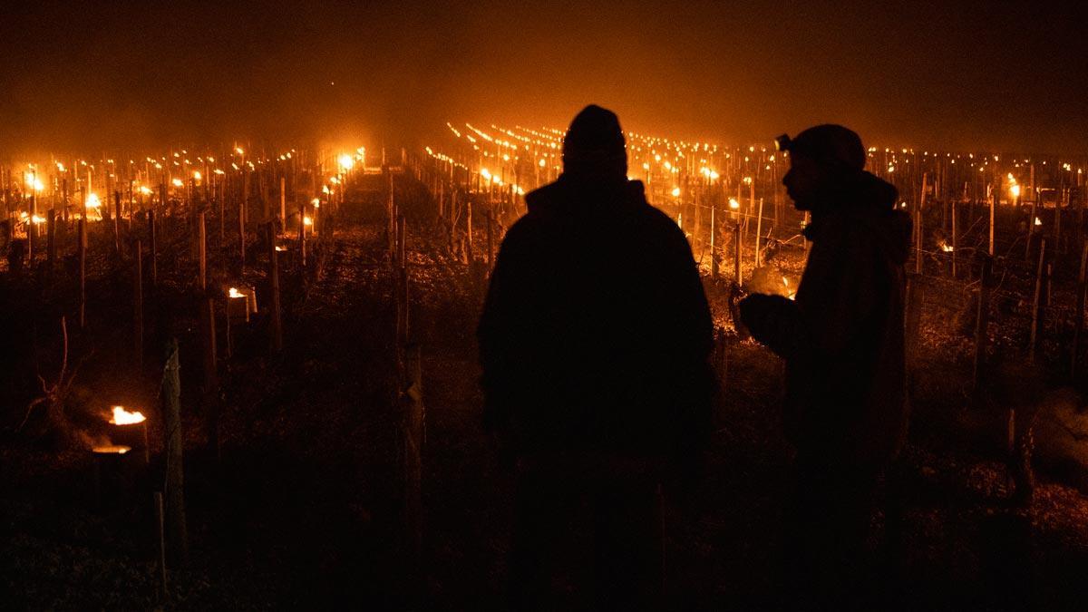 Viticultores franceses encienden calentadores entre las viñas para protegerlas del frío y las heladas, en Chablis.