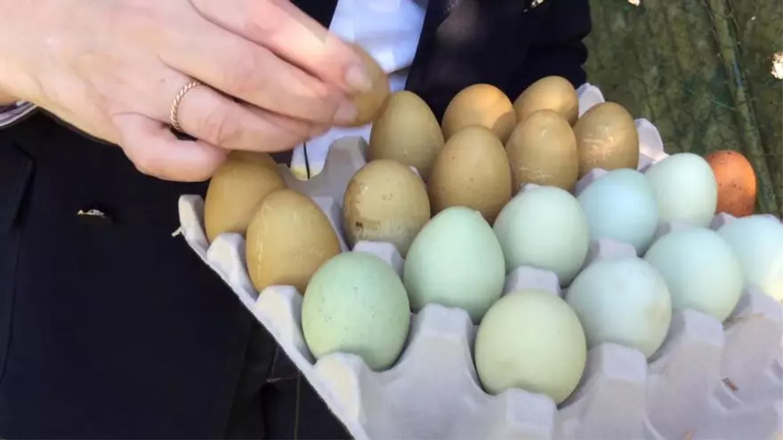 ¿Sabías que hay huevos azules?