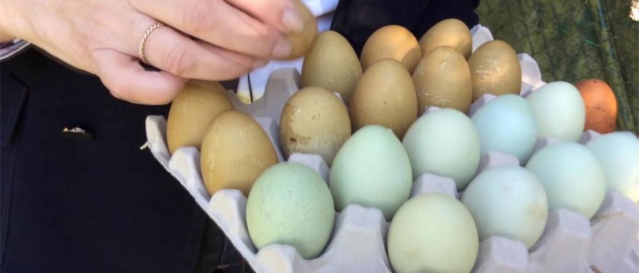 ¿Sabías que hay huevos azules?