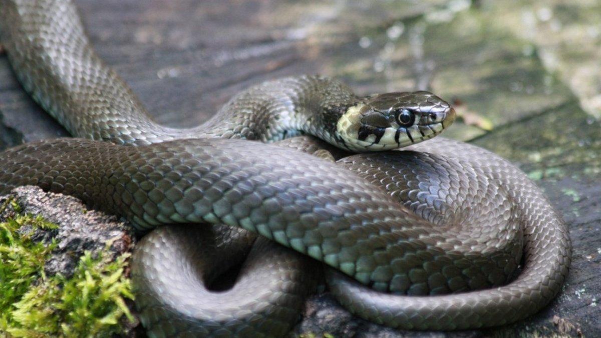 Descubre si hay una serpiente en casa con este truco