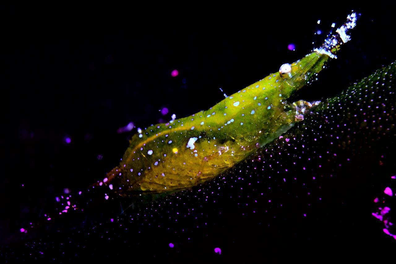 Imágenes del Campeonato de Foto Submarina de El Hierro