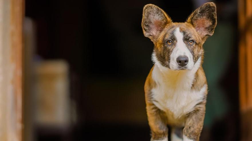 Perro desaparecido en el Pazo de Bendoiro