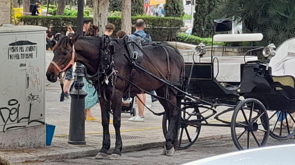 Galera parada en una calle del centro de Palma.