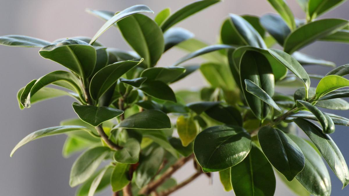 Las plantas de interior que más alegran tu hogar.