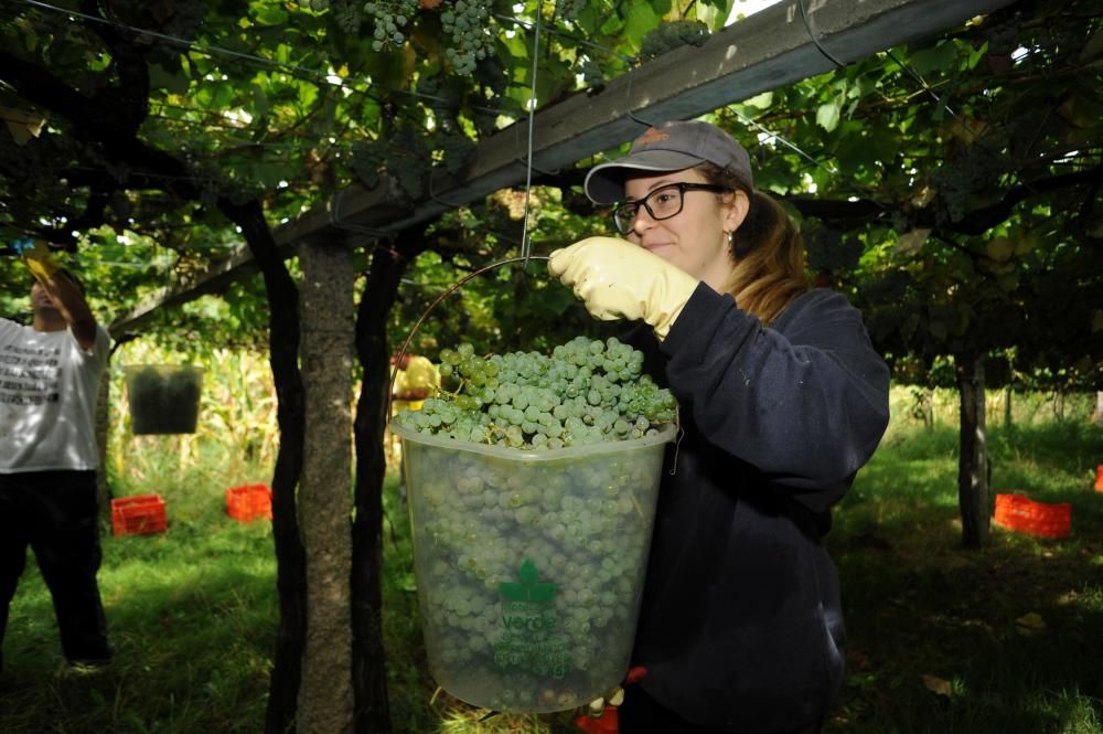 La recolección sigue su curso tras un breve parón provocado por las lluvias - El grueso de las bodegas finaliza esta semana