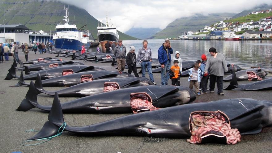 Impactante video: continúa la masacre de delfines en las islas Feroe