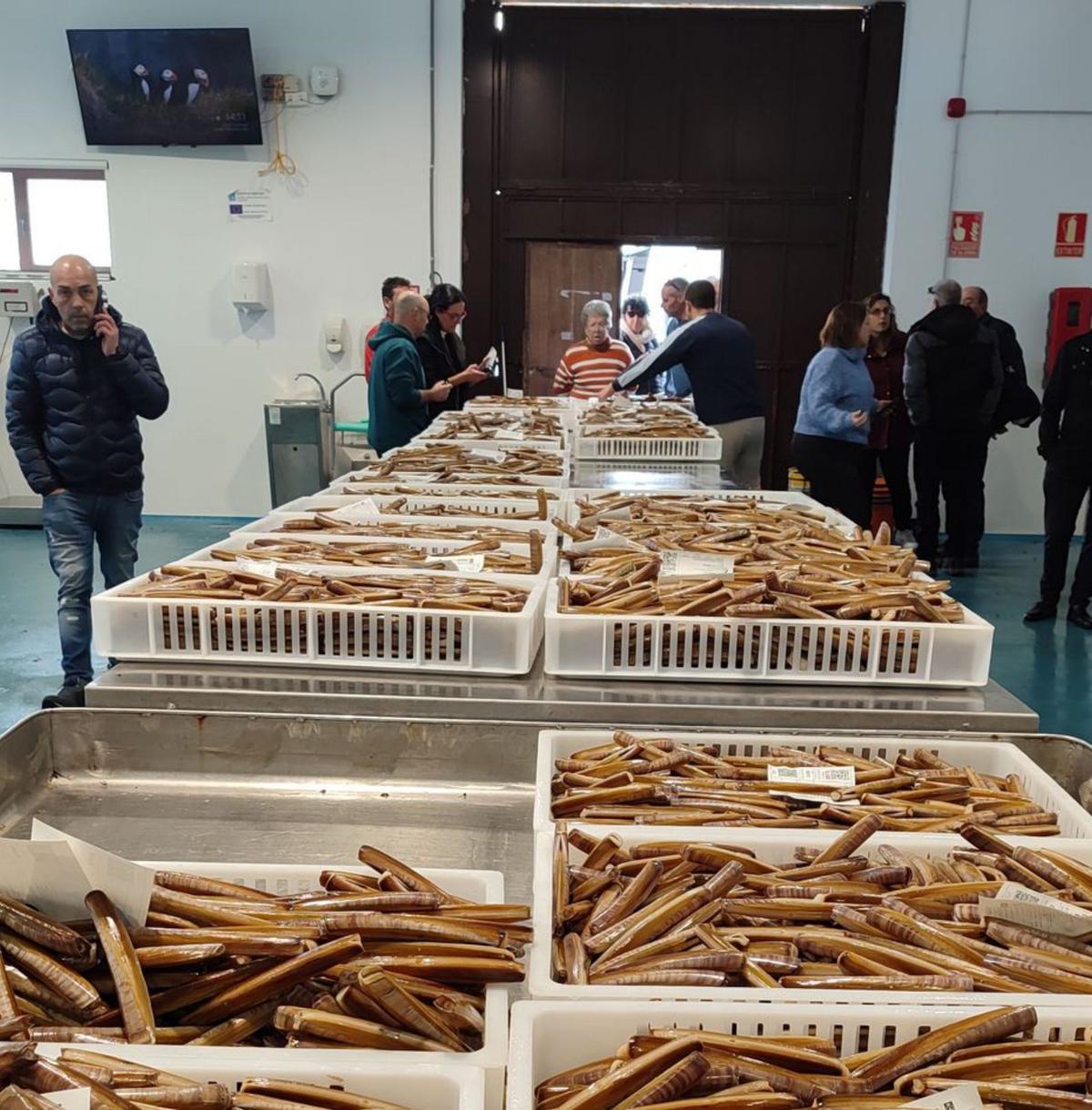 Una subasta de navaja de Cíes en la lonja de Cangas.
| Santos Álvarez