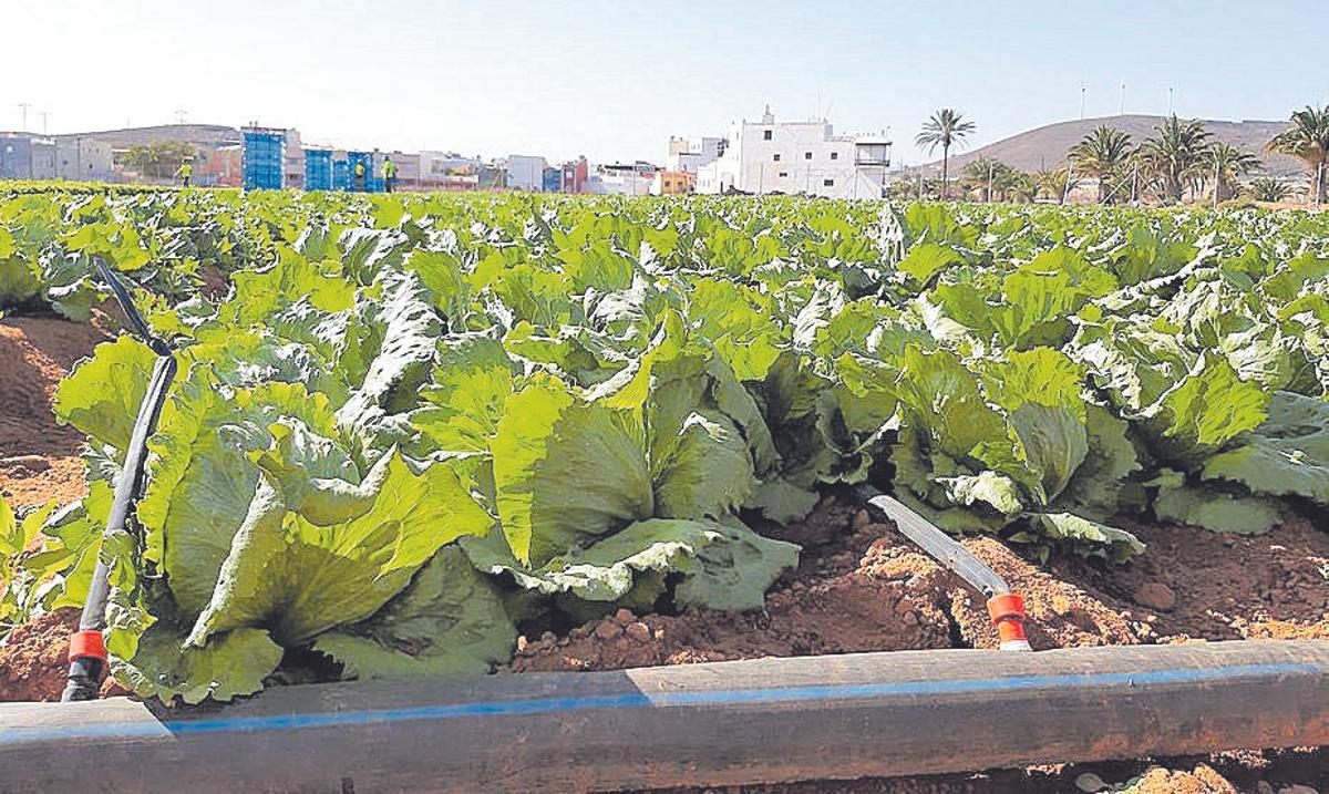Una plantación de lechugas.