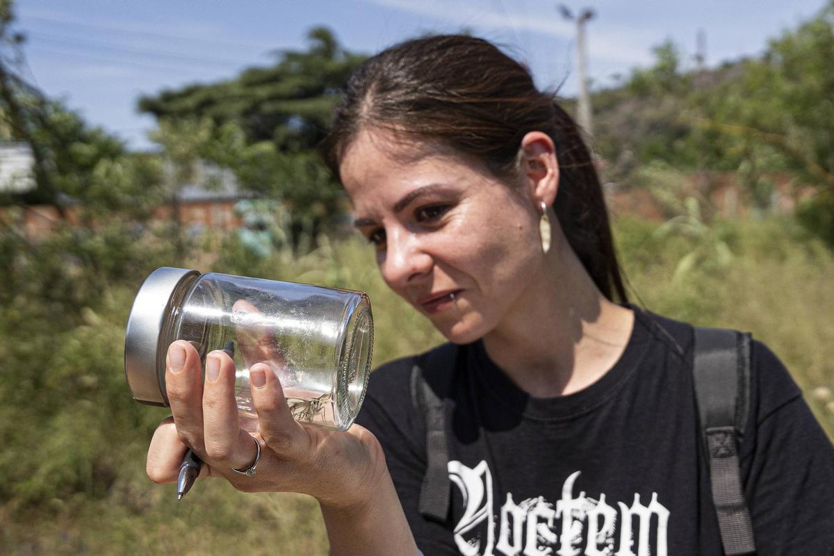 Las mariposas tratan de resistir en entornos metropolitanos degradados