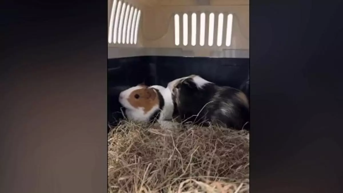 Bob y Samy, las cobayas que dejaron en un caja de cartón, al frío casi polar y poniendo en riesgo sus vidas