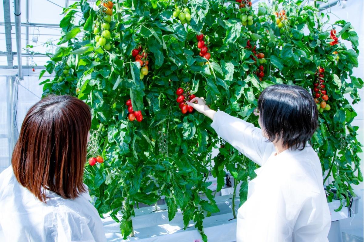 La Xina patenta el 75% de les plantes resistents a plagues i al canvi climàtic i deixa la UE sense el control dels  cultius