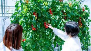 La Xina patenta el 75% de les plantes resistents a plagues i al canvi climàtic i deixa la UE sense el control dels  cultius