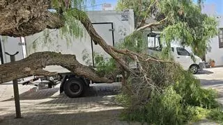Un camión se lleva por delante un árbol canario centenario en uno de los Pueblos más Bonitos de España