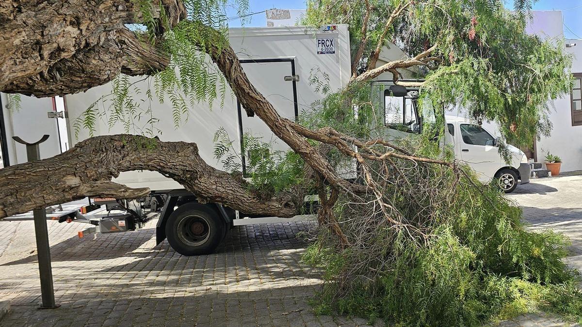 Un camión se lleva por delante un árbol canario centenario en uno de los Pueblos más Bonitos de España