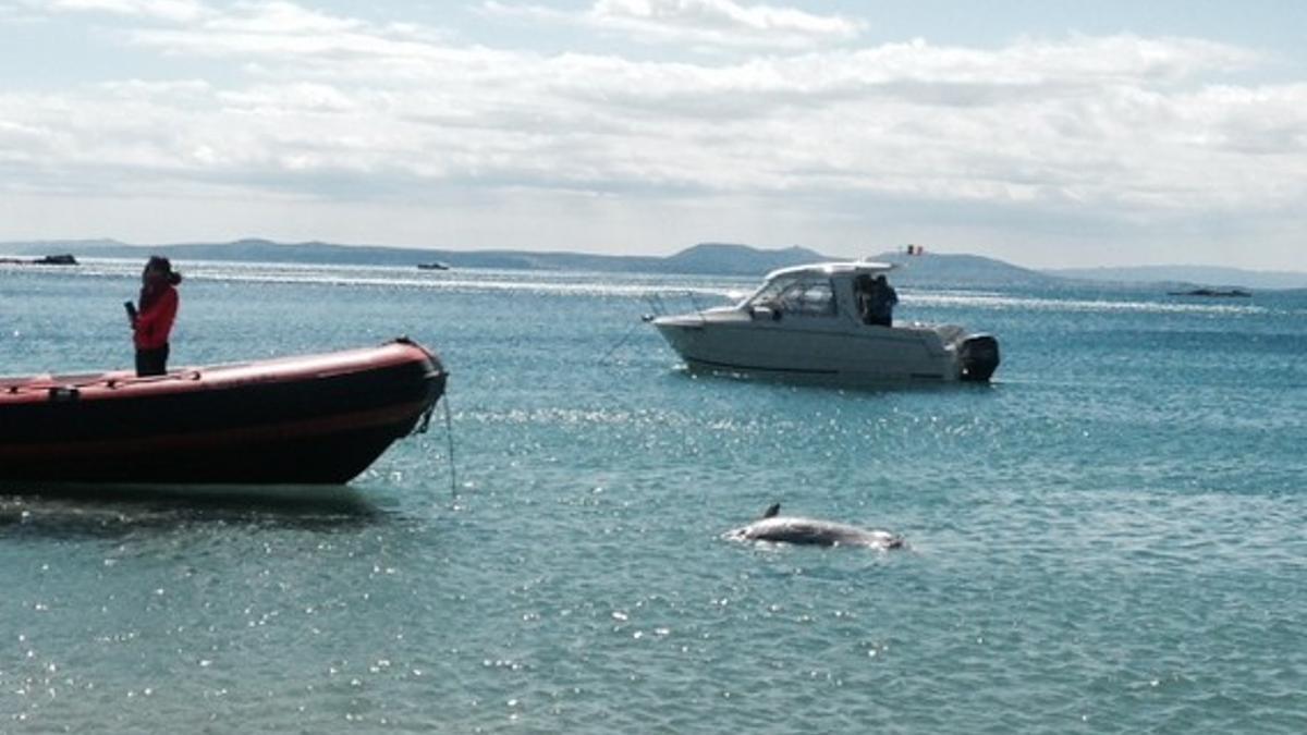 Hallado muerto un delfín cerca de la cala Canyelles Petites de Roses