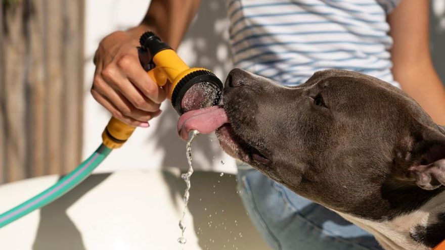 Onada de calor en gossos i gats: com els afecta i com protegir-los i refrescar-los