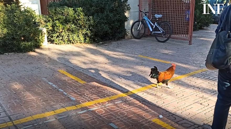 Gallinas, gallos y polluelos 