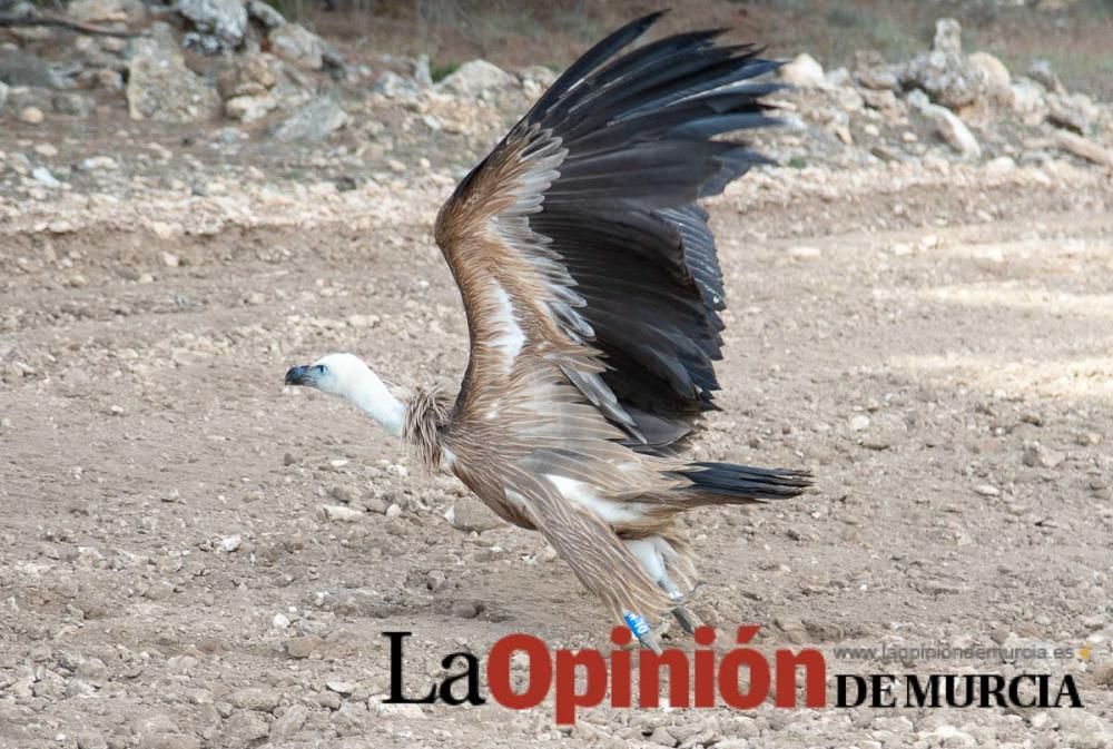 Liberan un Buitre Leonado en la Sierra de Mojantes